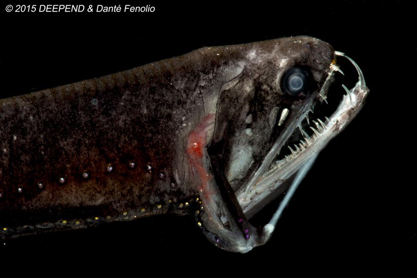 Dragonfish_Image No2_LR-M