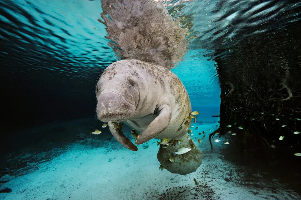 Manatee