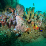 Terumbu Karang