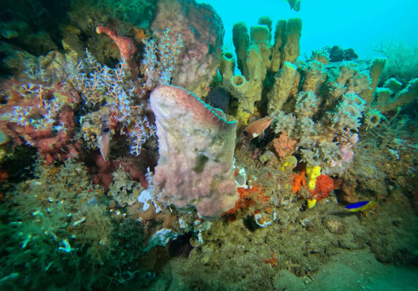 Terumbu Karang