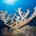Terumbu Karang