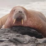 walrus