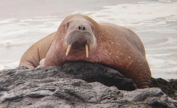walrus