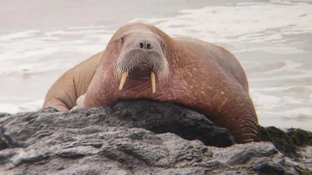walrus