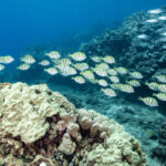 Laut